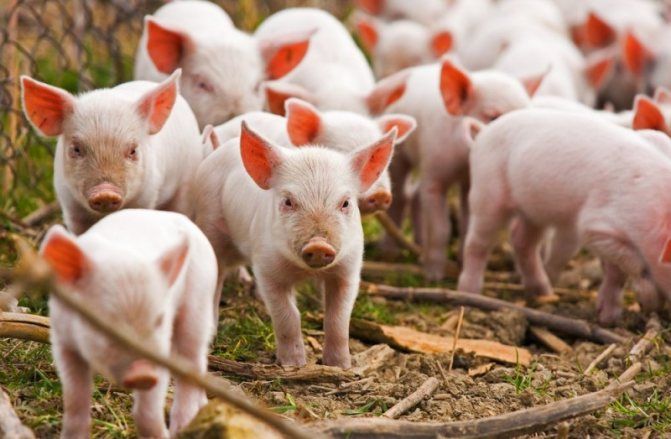 Применение мясокостной муки в свиноводстве
