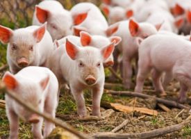 Применение мясокостной муки в свиноводстве